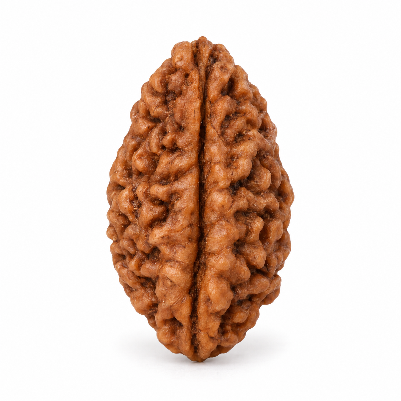 1 Mukhi Rudraksha