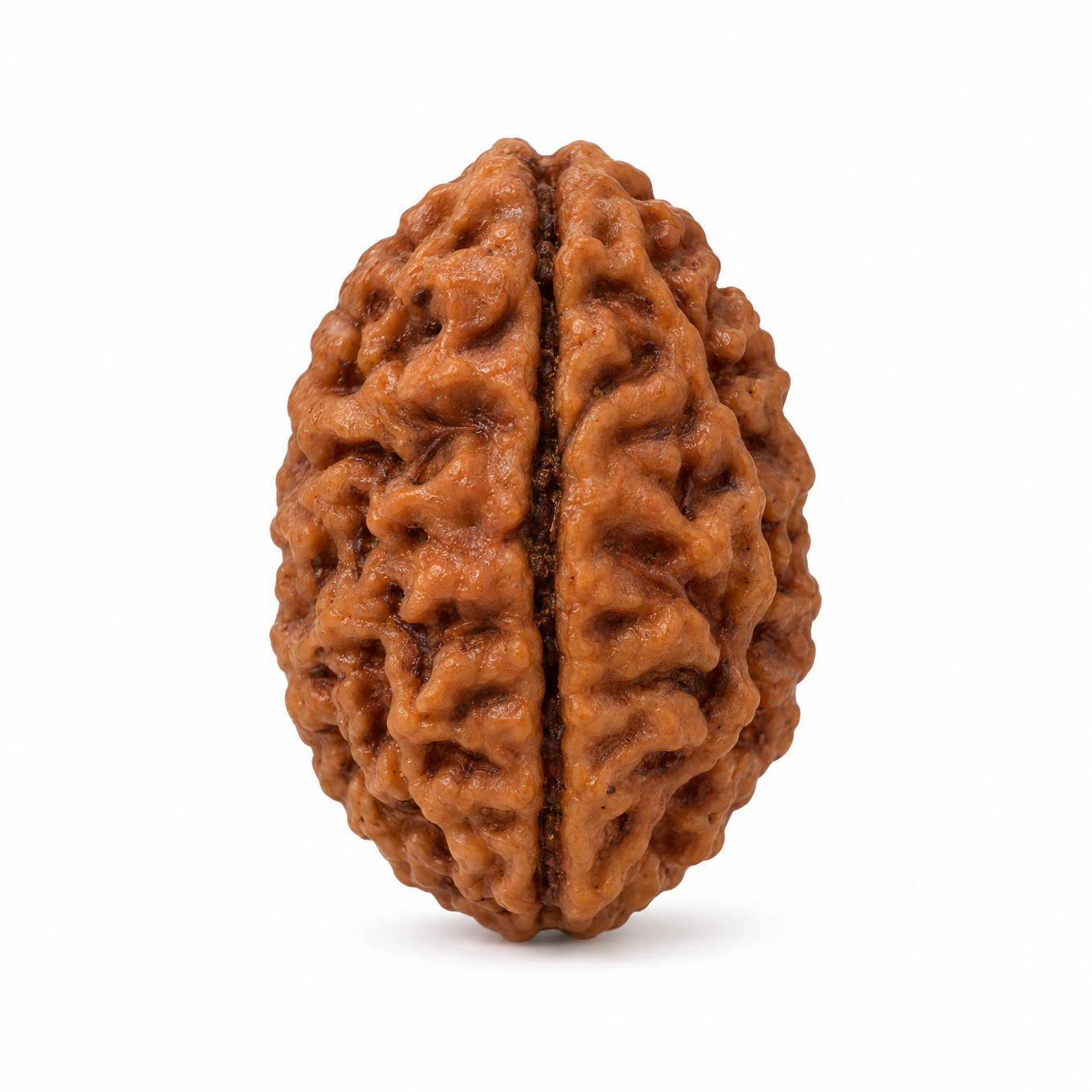 2 Mukhi Rudraksha