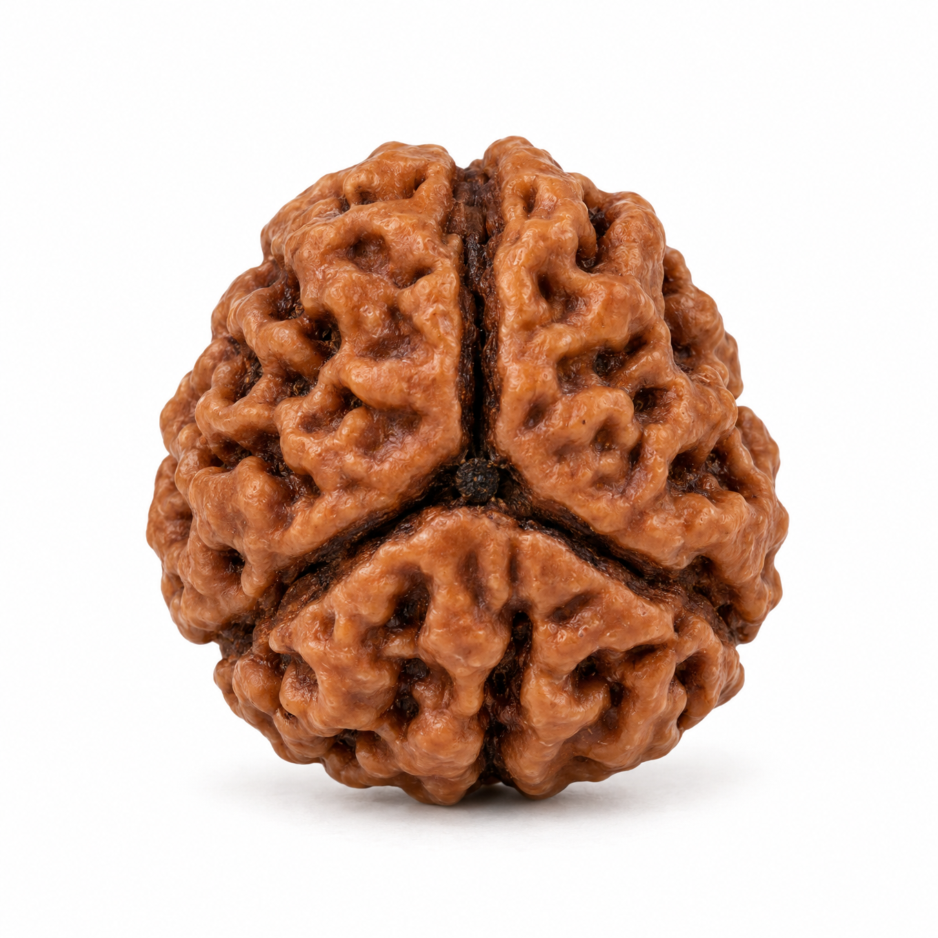3 Mukhi Rudraksha