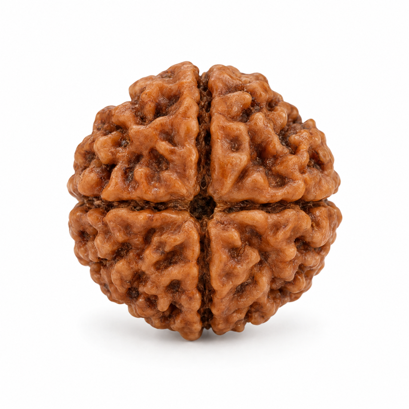 4 Mukhi Rudraksha