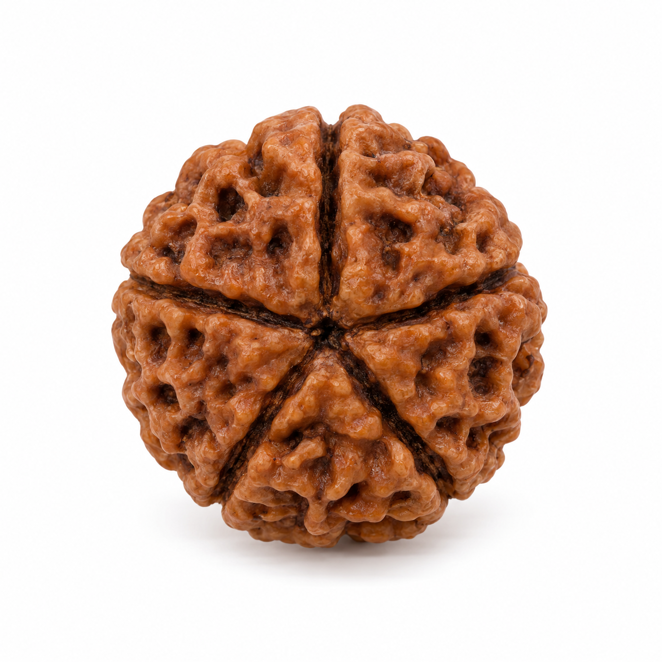5 Mukhi Rudraksha